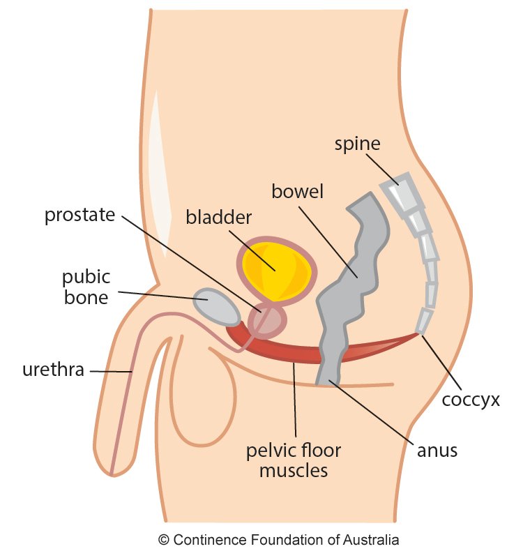 male pelvic floor