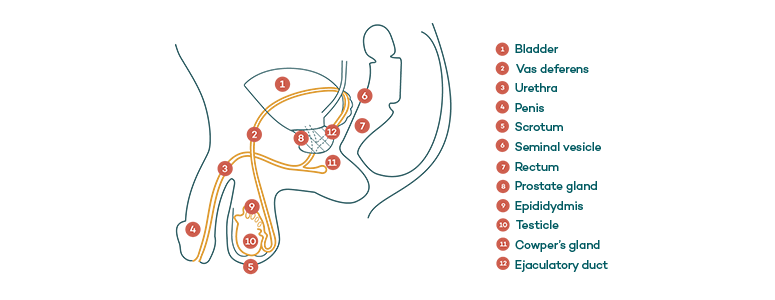 Male anatomy_Diagram