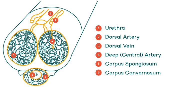 Cross-section of penis