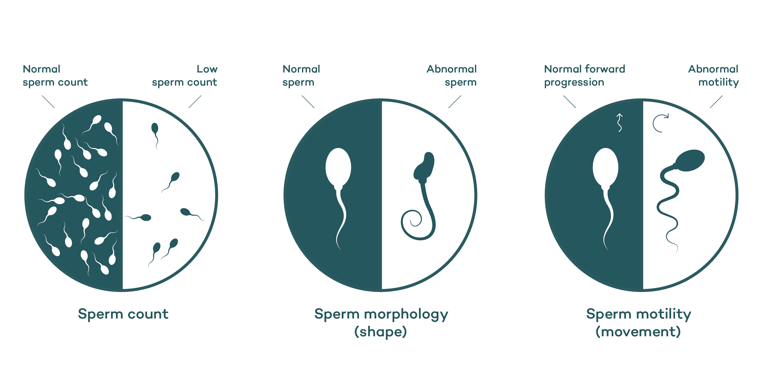 Sperm health diagram